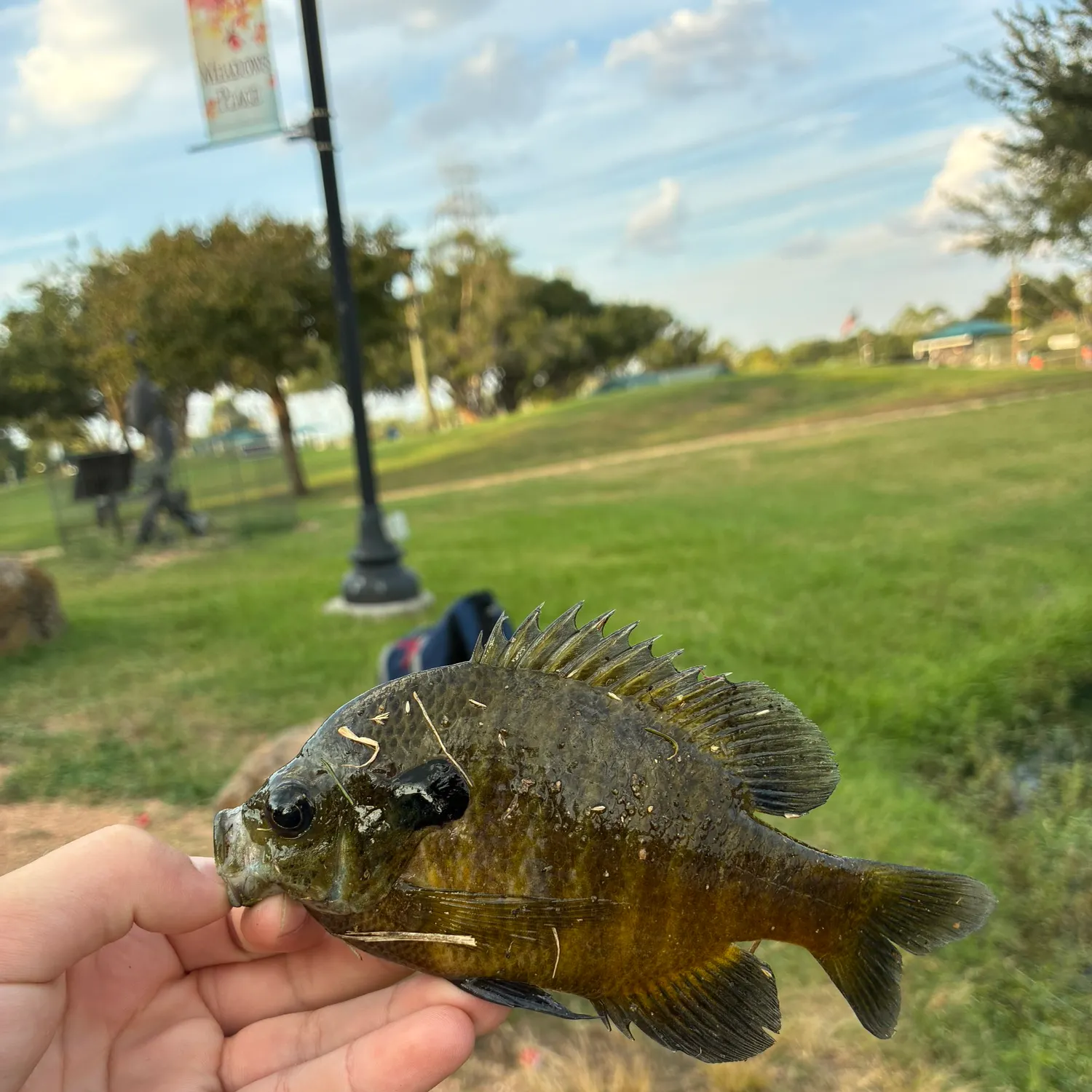 Bluegill caught on Fishbrain