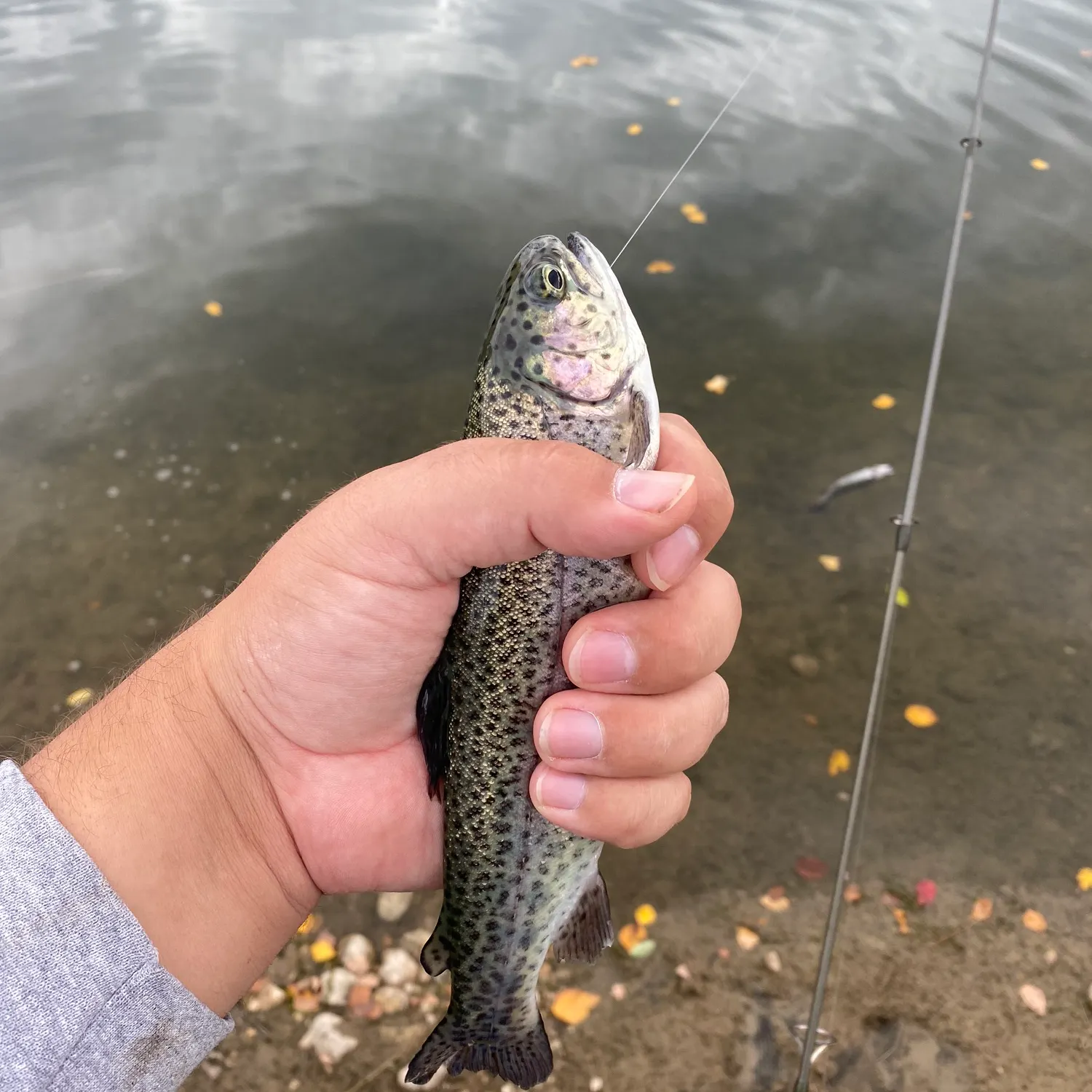 Rainbow trout caught on Fishbrain