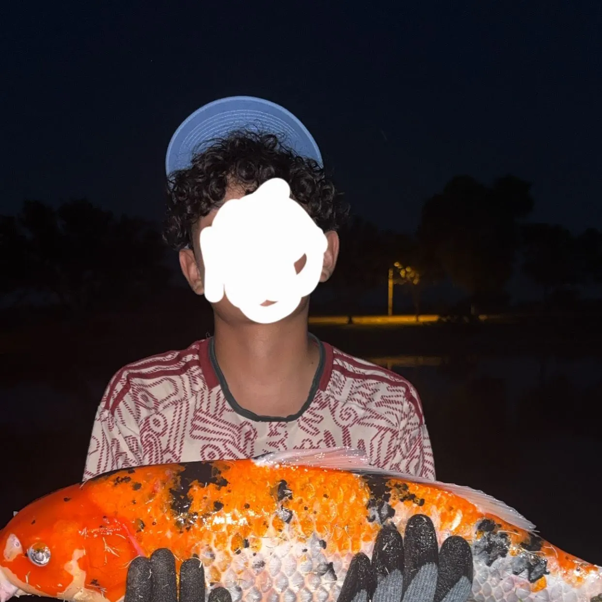 Koi carp caught on Fishbrain