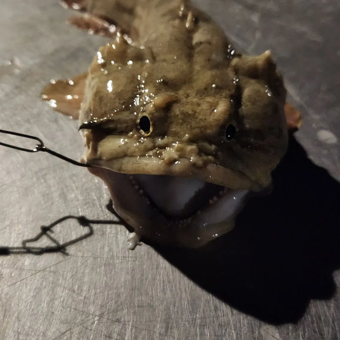 Gulf toadfish caught on Fishbrain