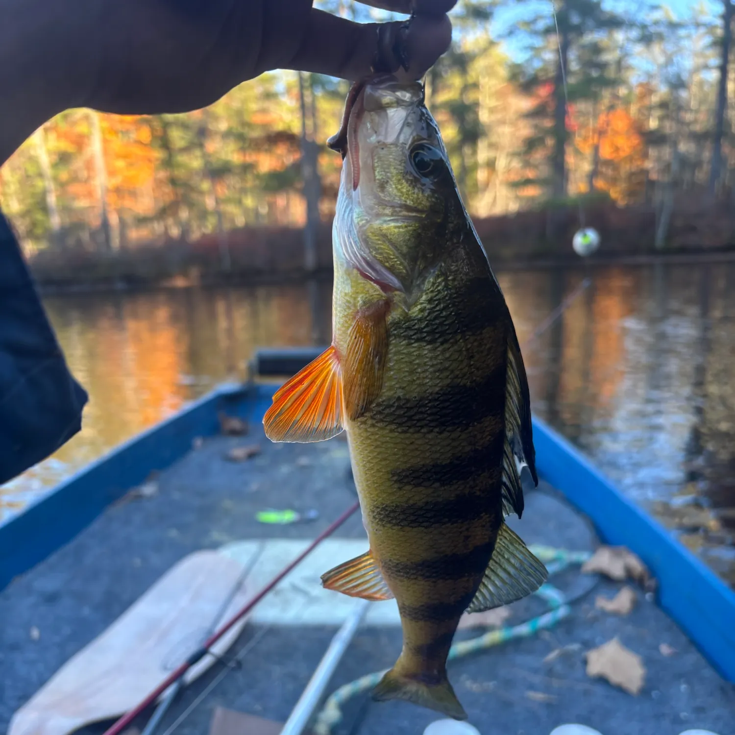 Yellow perch caught on Fishbrain
