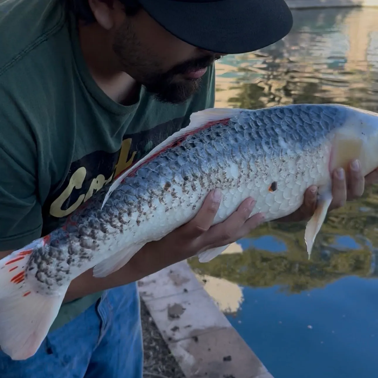 The most recent Koi carp catches on Fishbrain