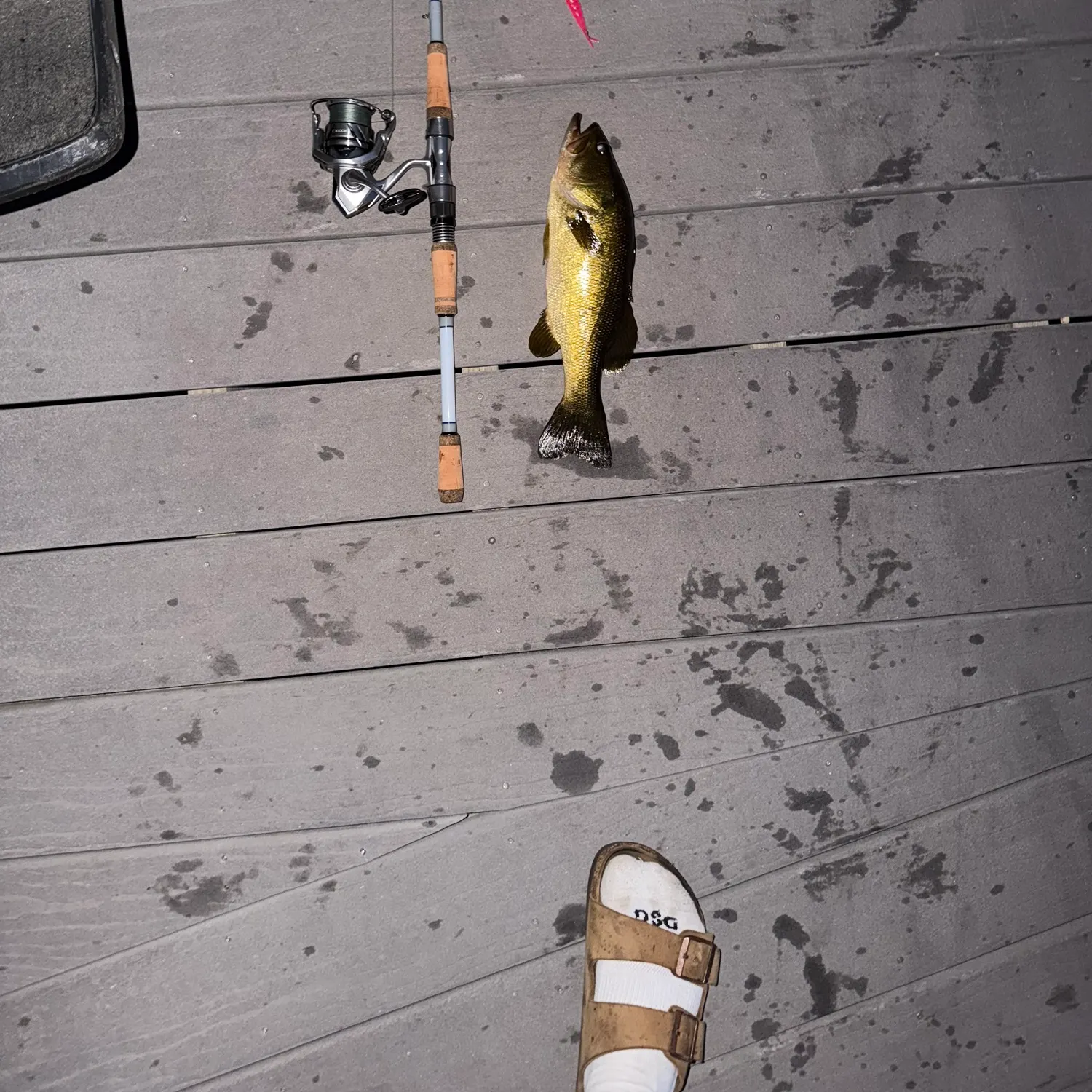 recently logged catches