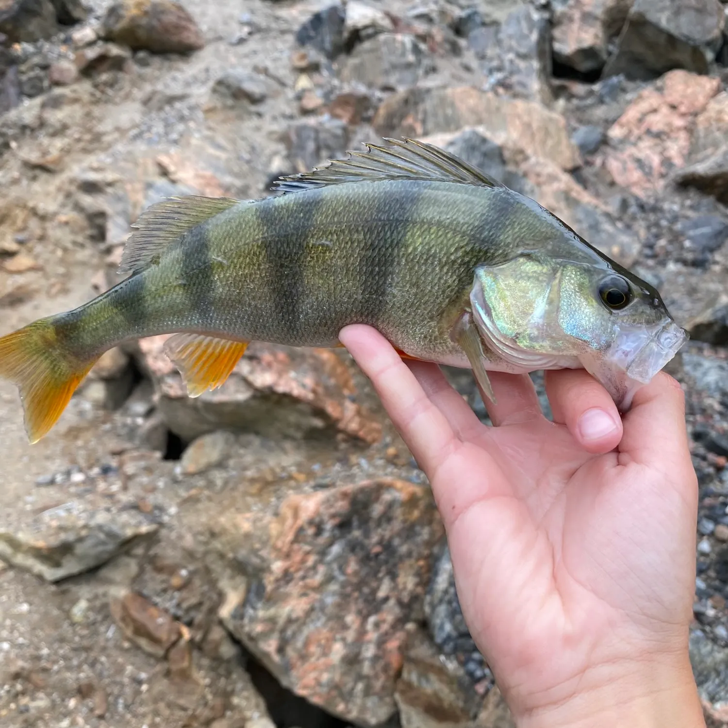 European perch caught on Fishbrain