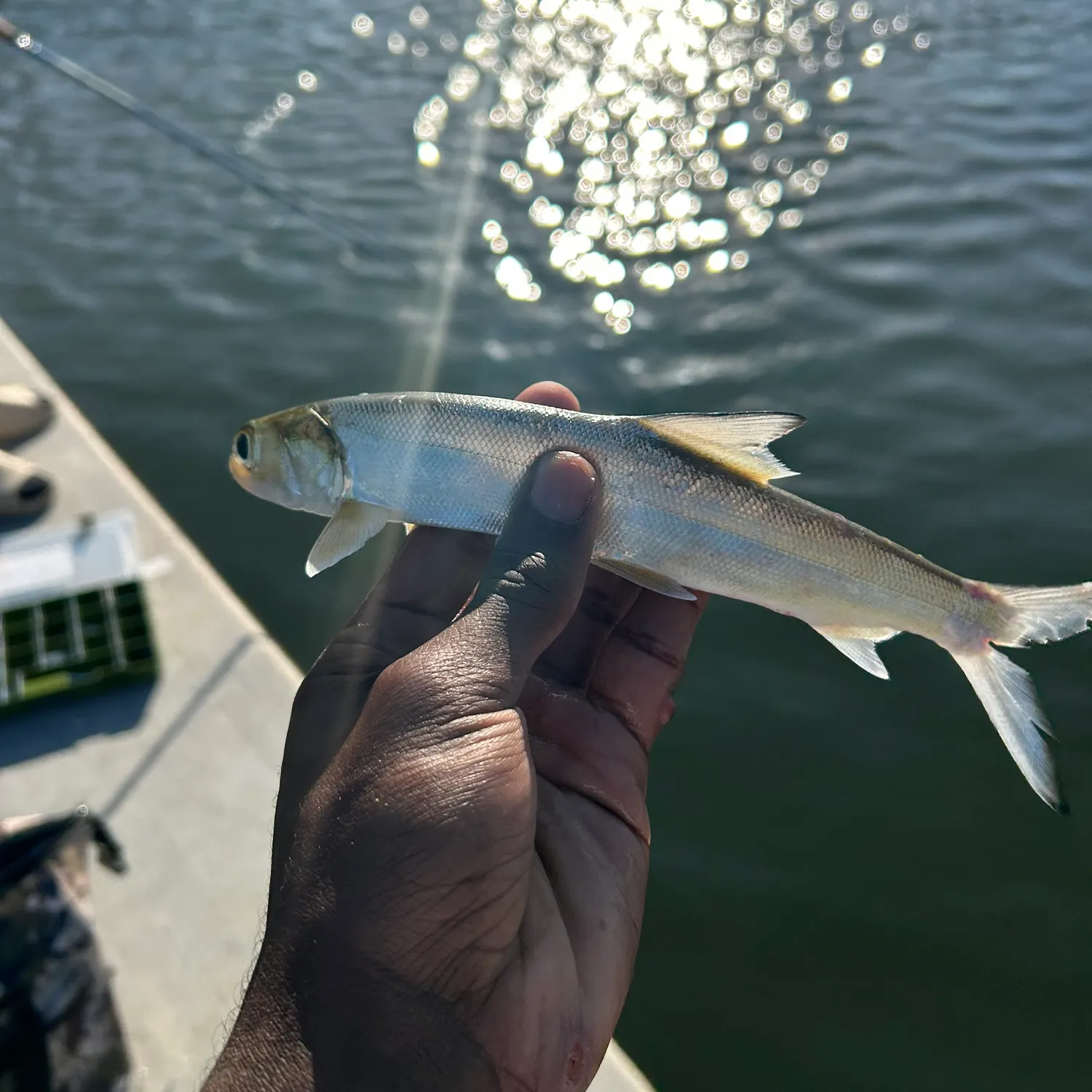 The most recent Ladyfish catches on Fishbrain