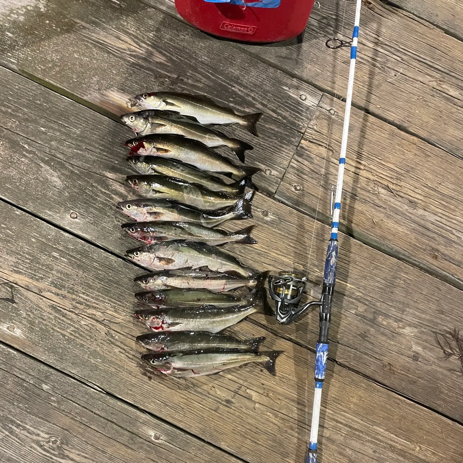 recently logged catches