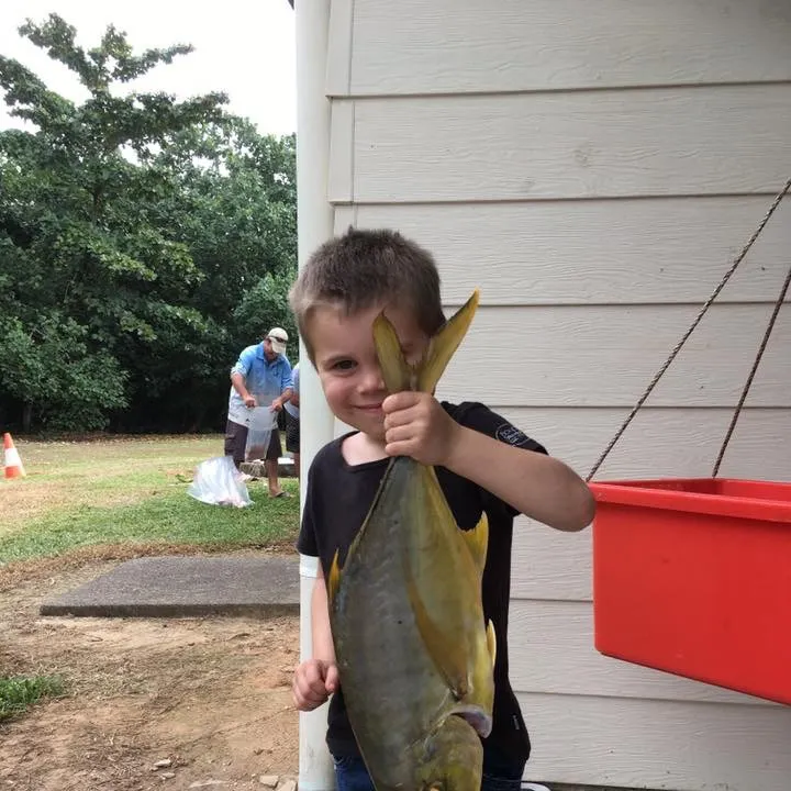 The most recent Golden trevally catches on Fishbrain