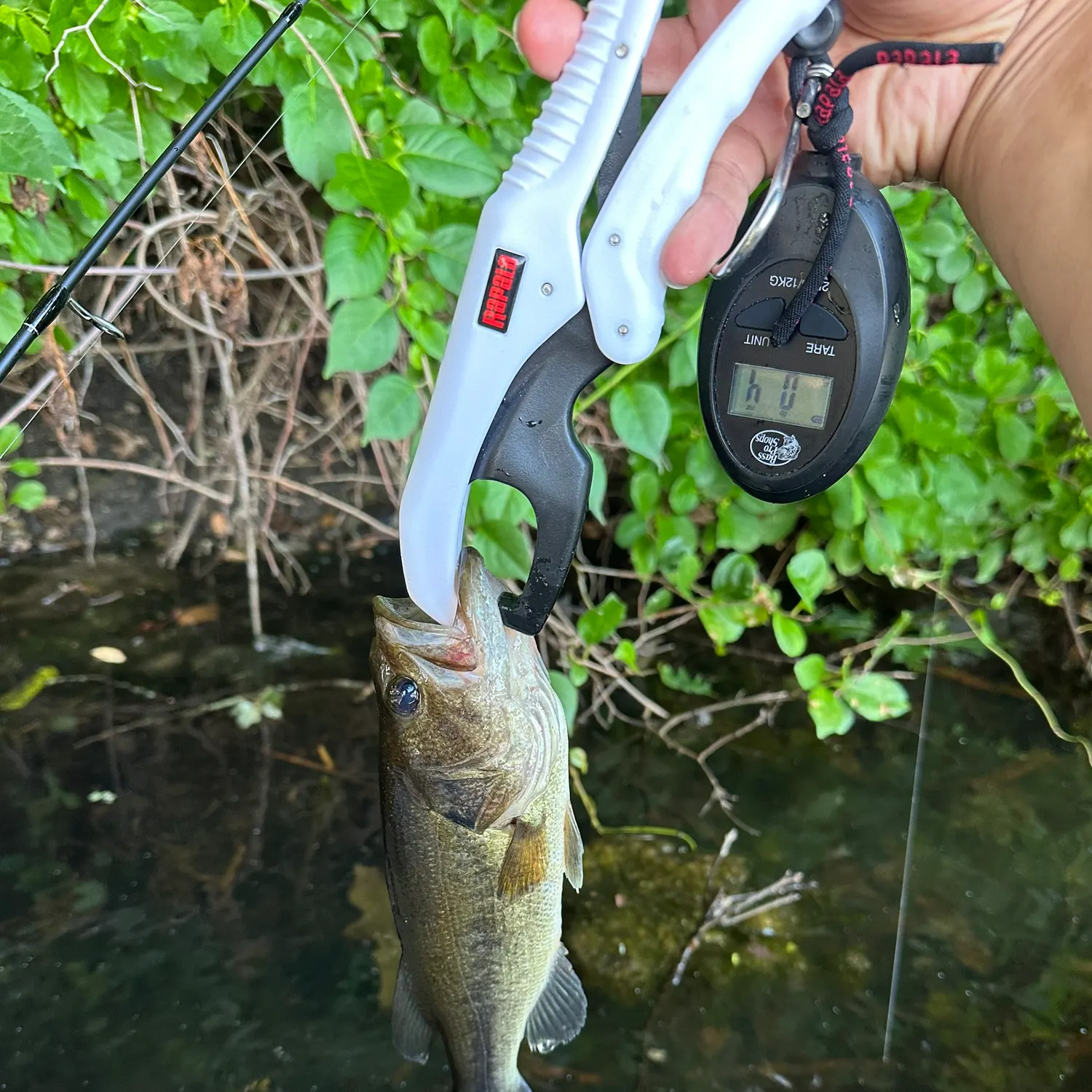 Largemouth bass caught on Fishbrain