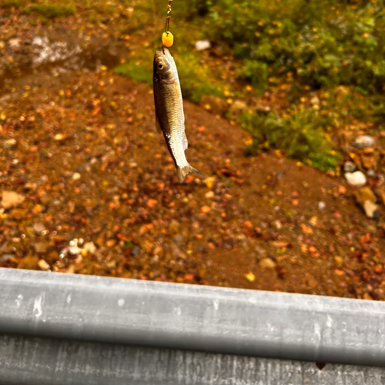 Hornyhead chub caught on Fishbrain