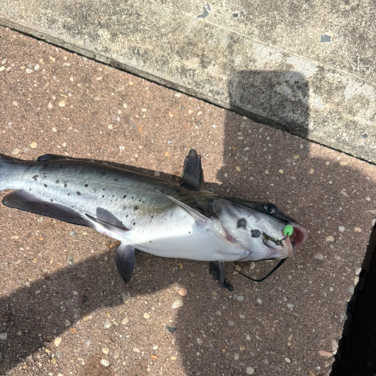 Channel catfish caught on Fishbrain