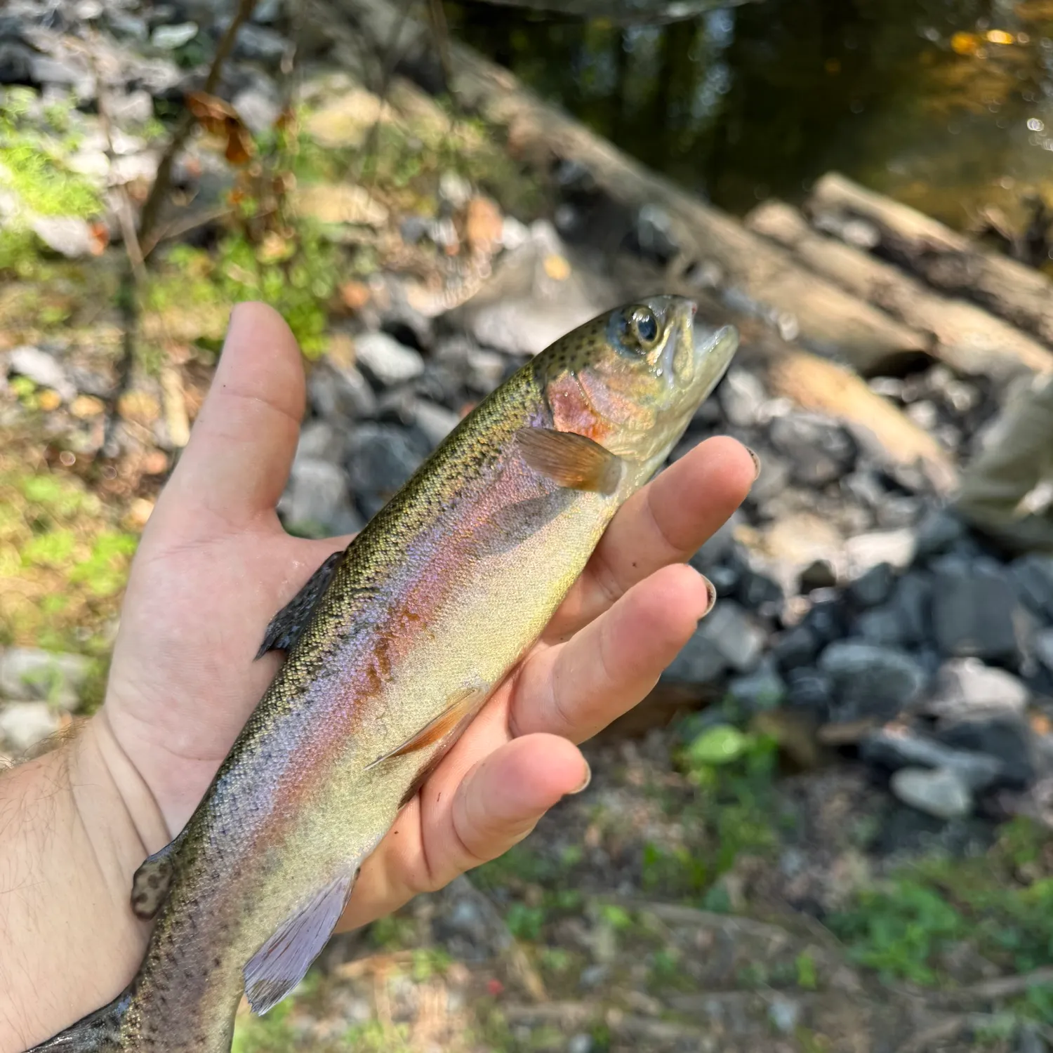 Rainbow trout caught on Fishbrain