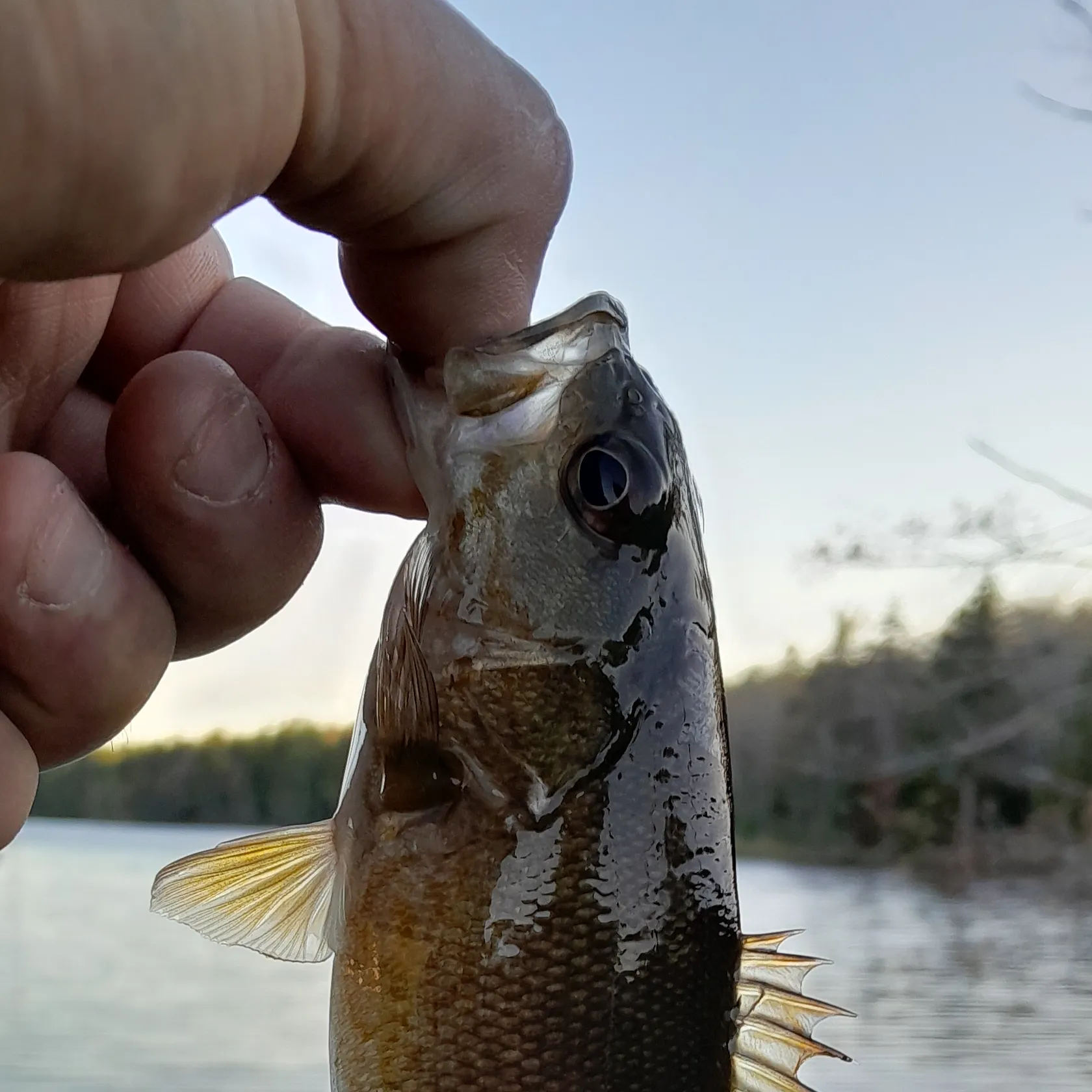 Smallmouth bass caught on Fishbrain