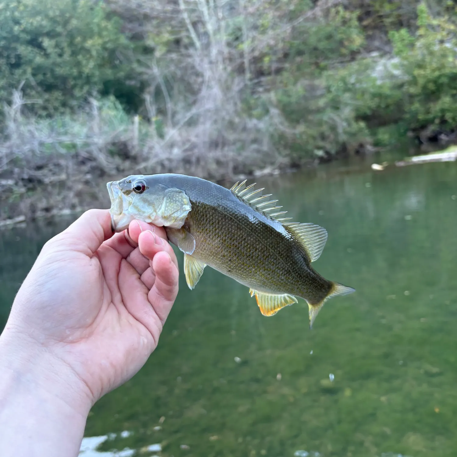 Smallmouth bass caught on Fishbrain