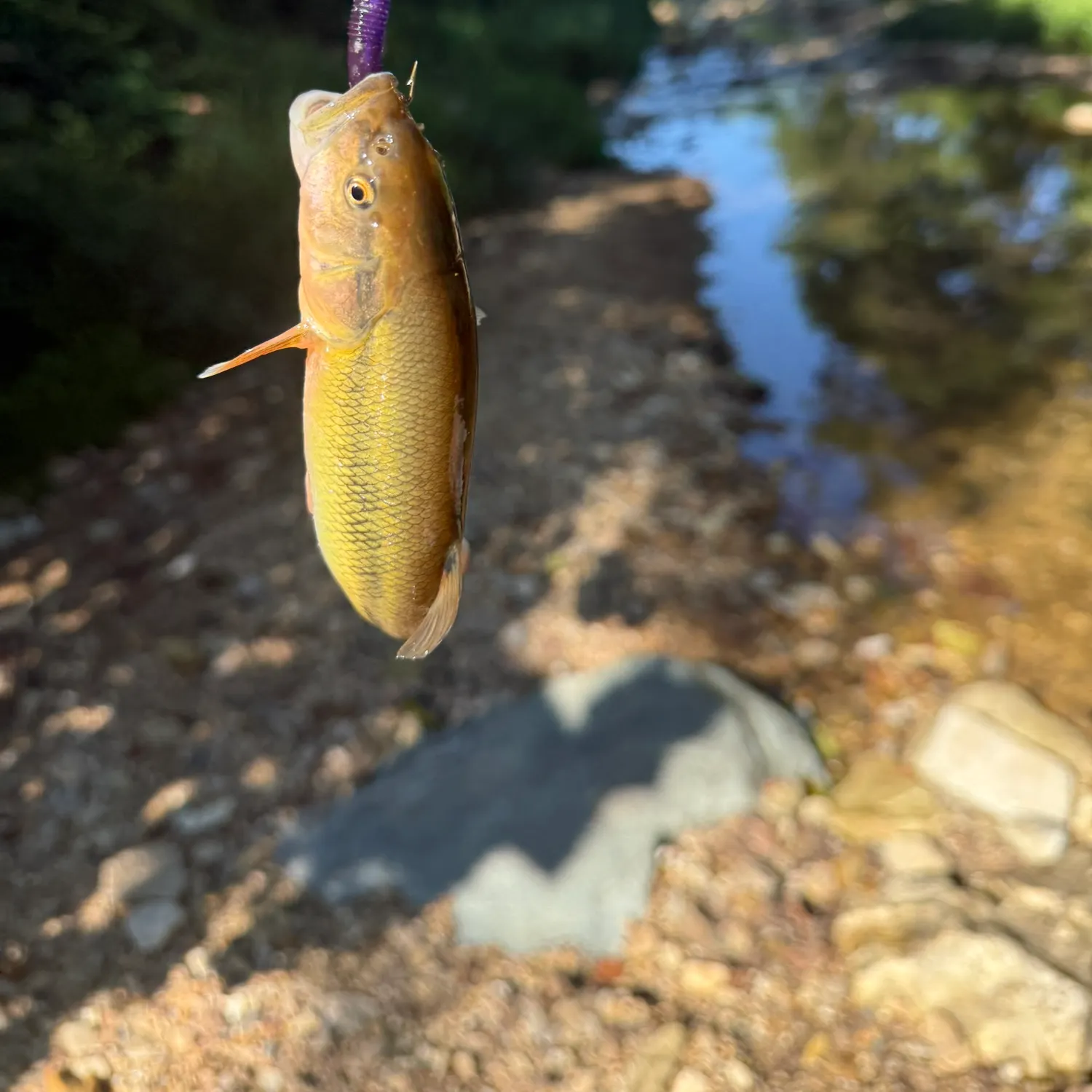 Fish caught on Fishbrain