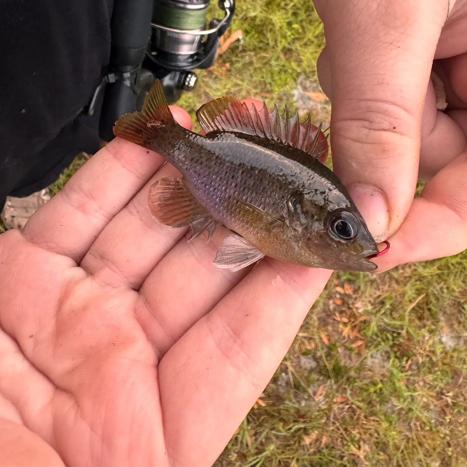 Redspotted sunfish caught on Fishbrain