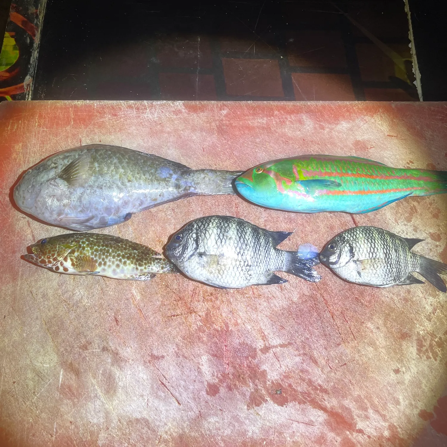 recently logged catches