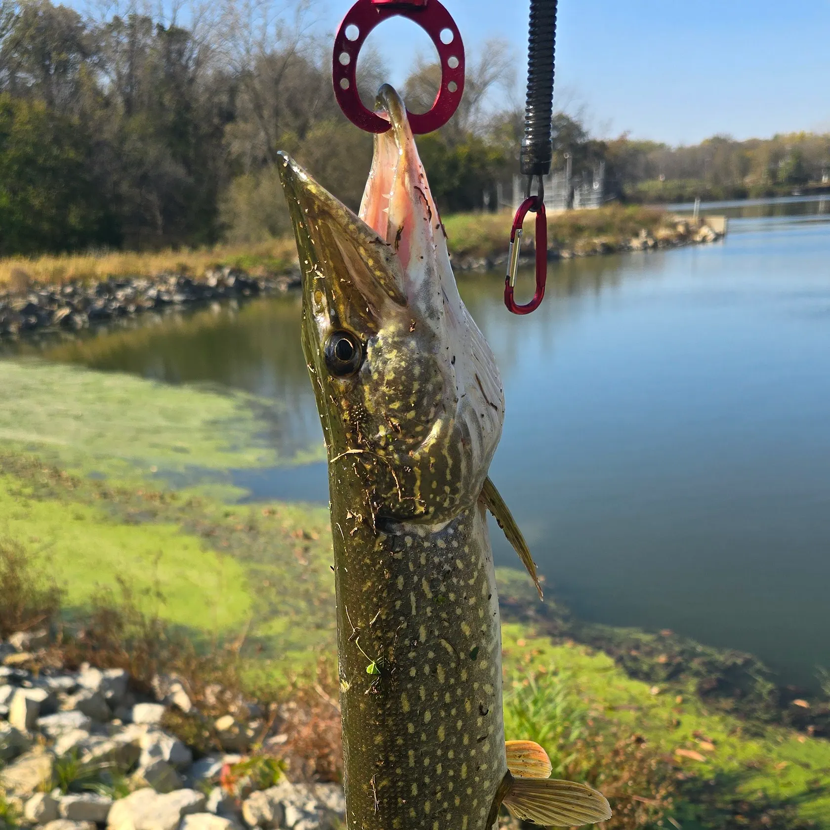 Northern pike caught on Fishbrain