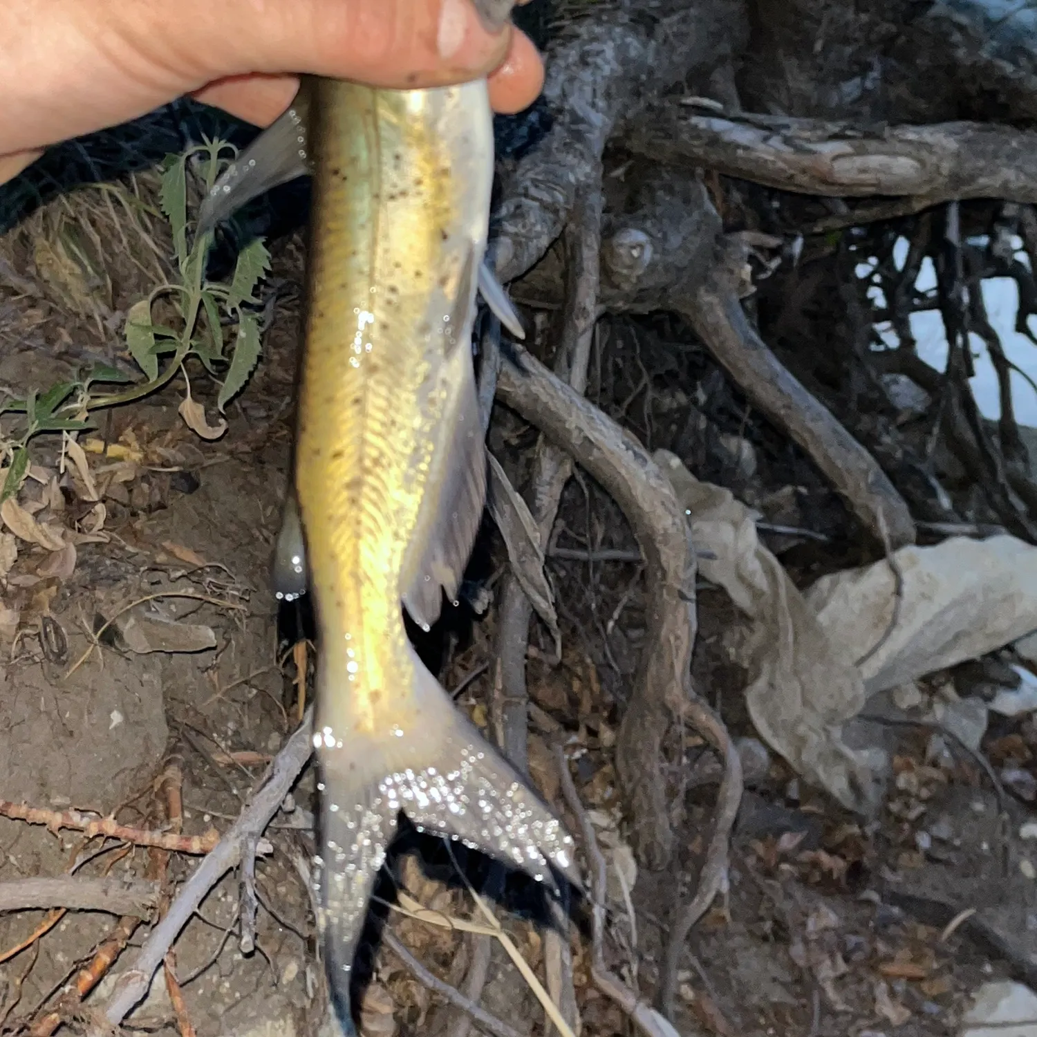 Channel catfish caught on Fishbrain