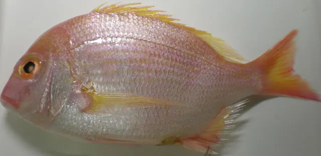 Yellowfin sea bream