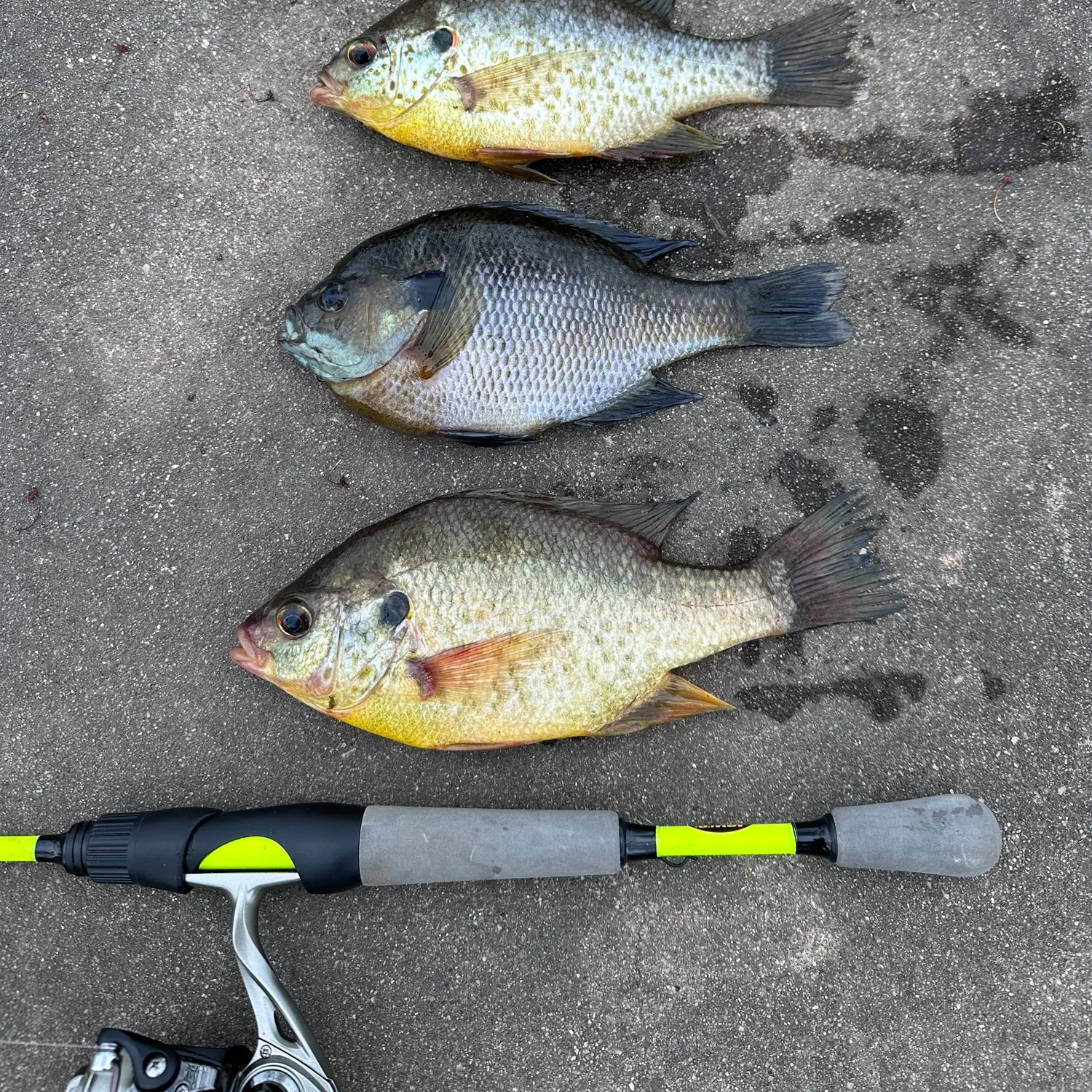 recently logged catches