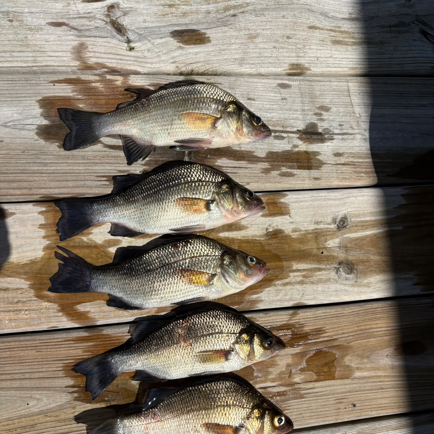 White perch caught on Fishbrain