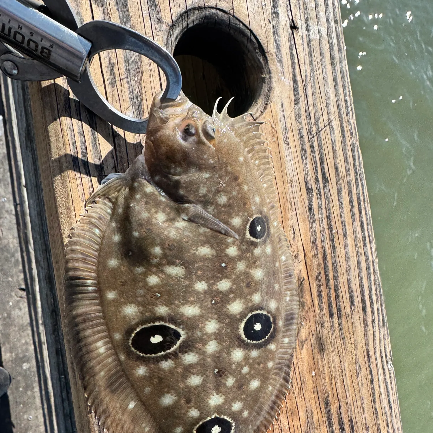 The most recent Southern flounder catches on Fishbrain