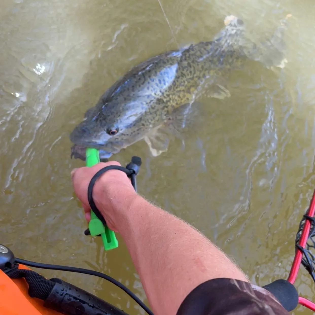 The most recent Trout cod catches on Fishbrain