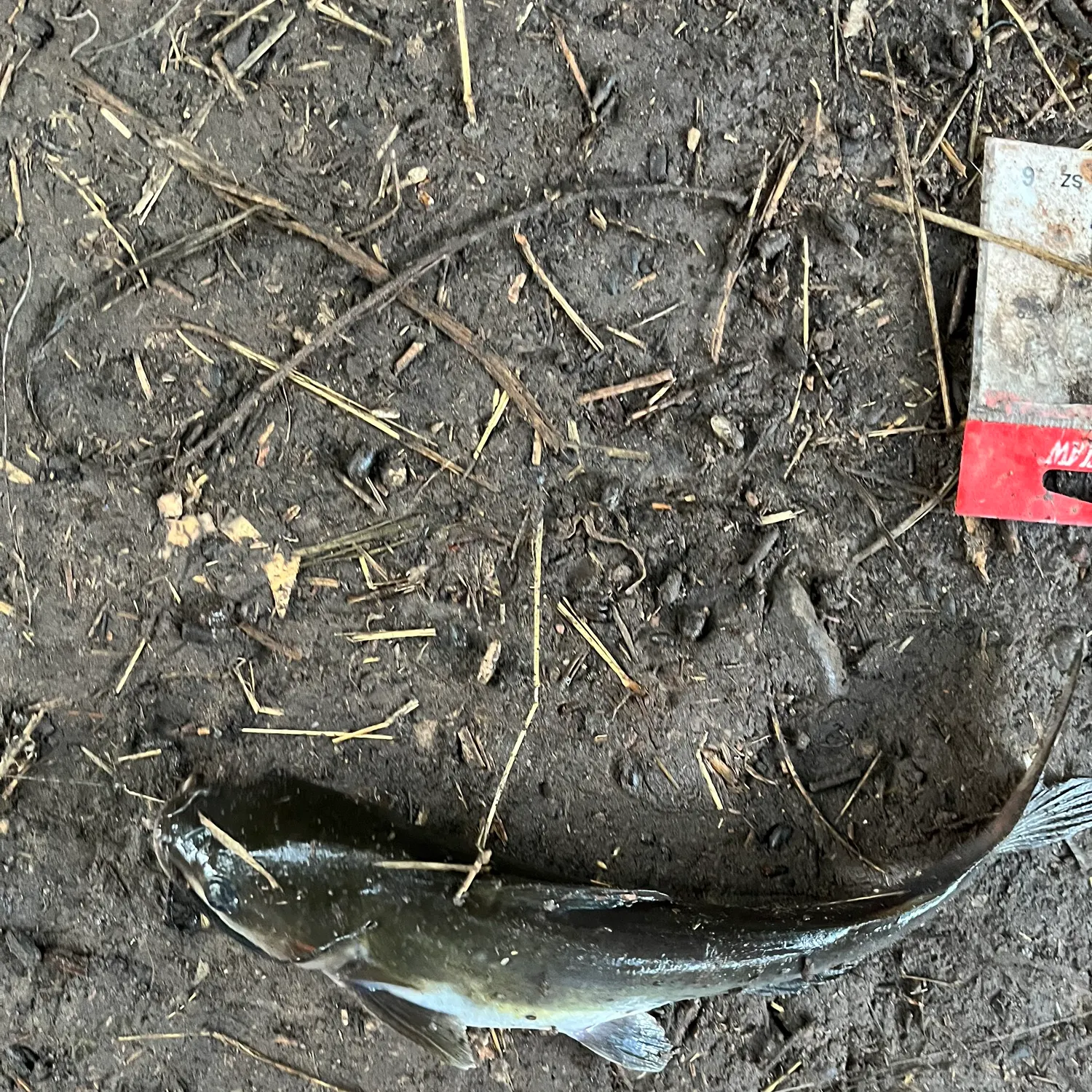 Channel catfish caught on Fishbrain