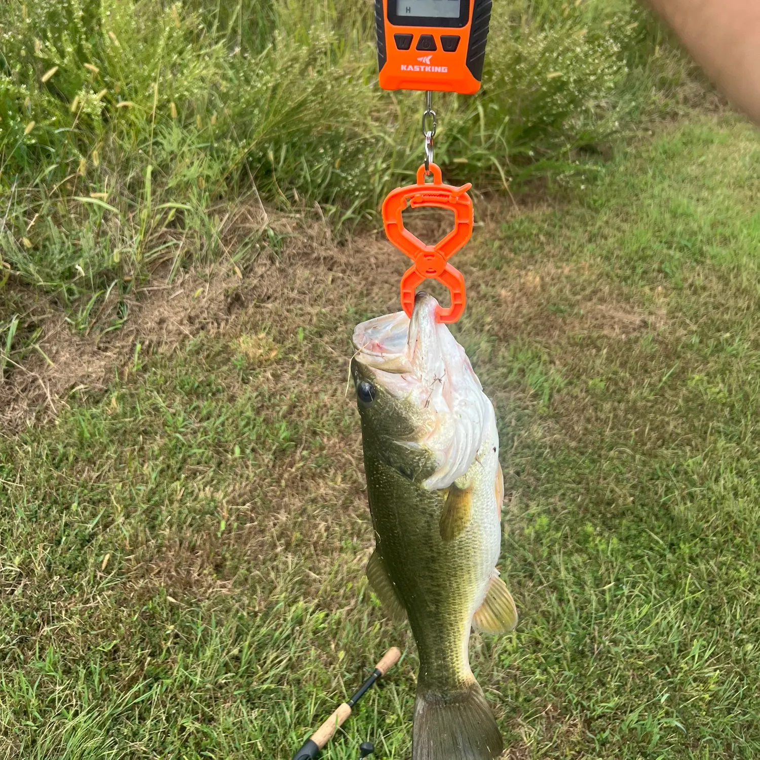 Fish caught on Fishbrain