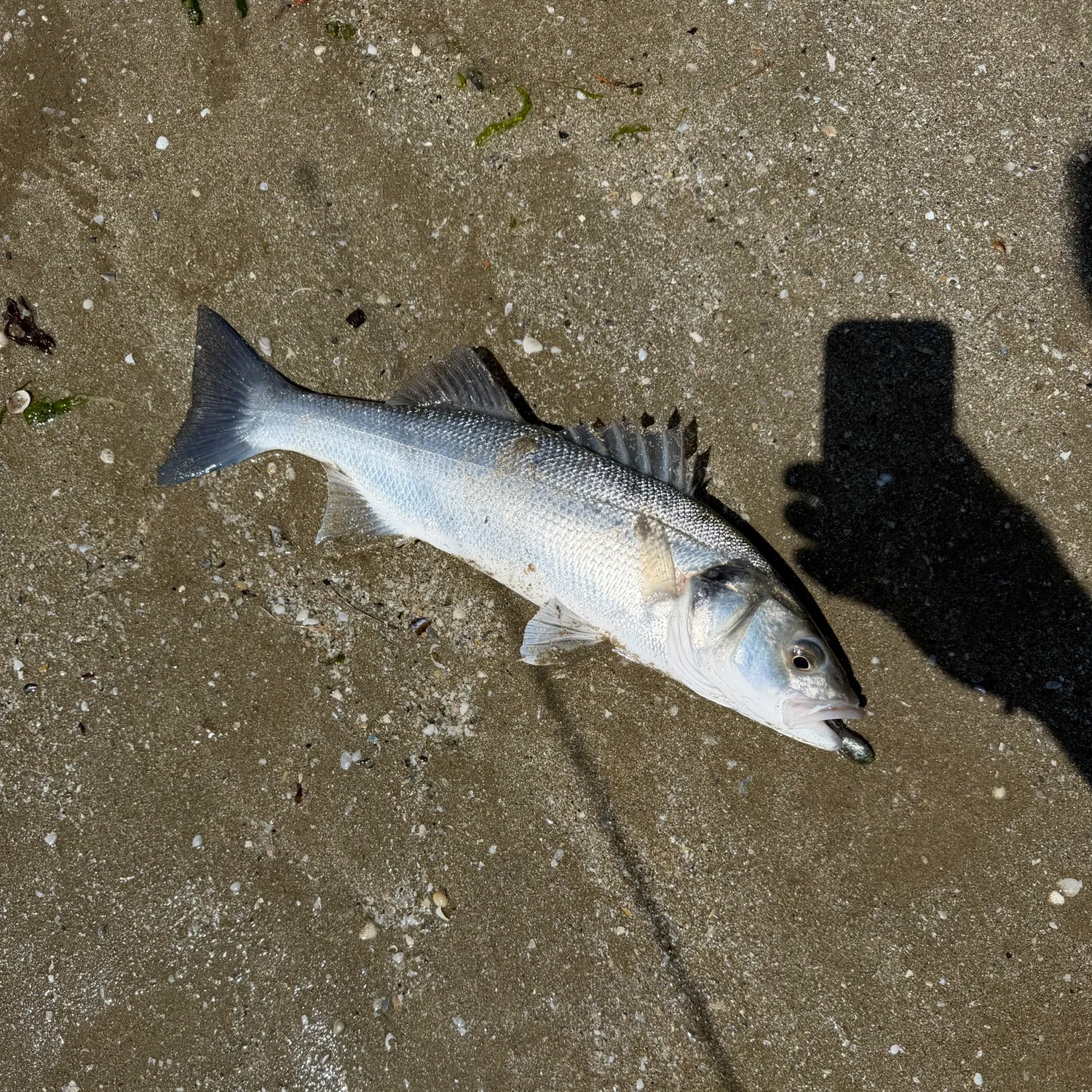 European seabass caught on Fishbrain