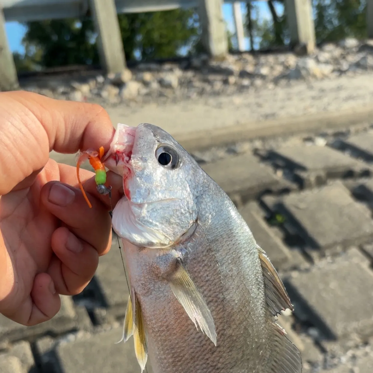 Freshwater drum caught on Fishbrain