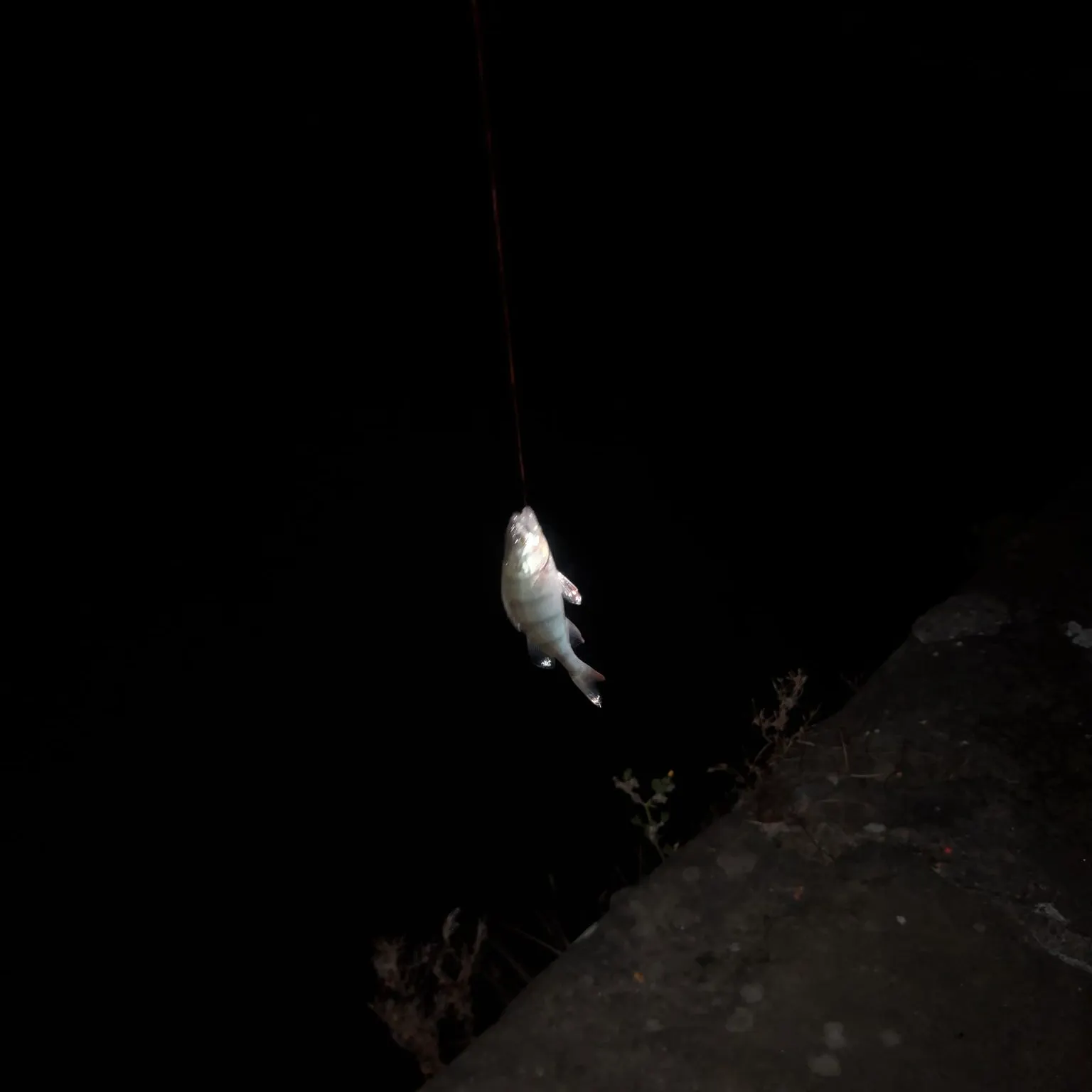 European perch caught on Fishbrain