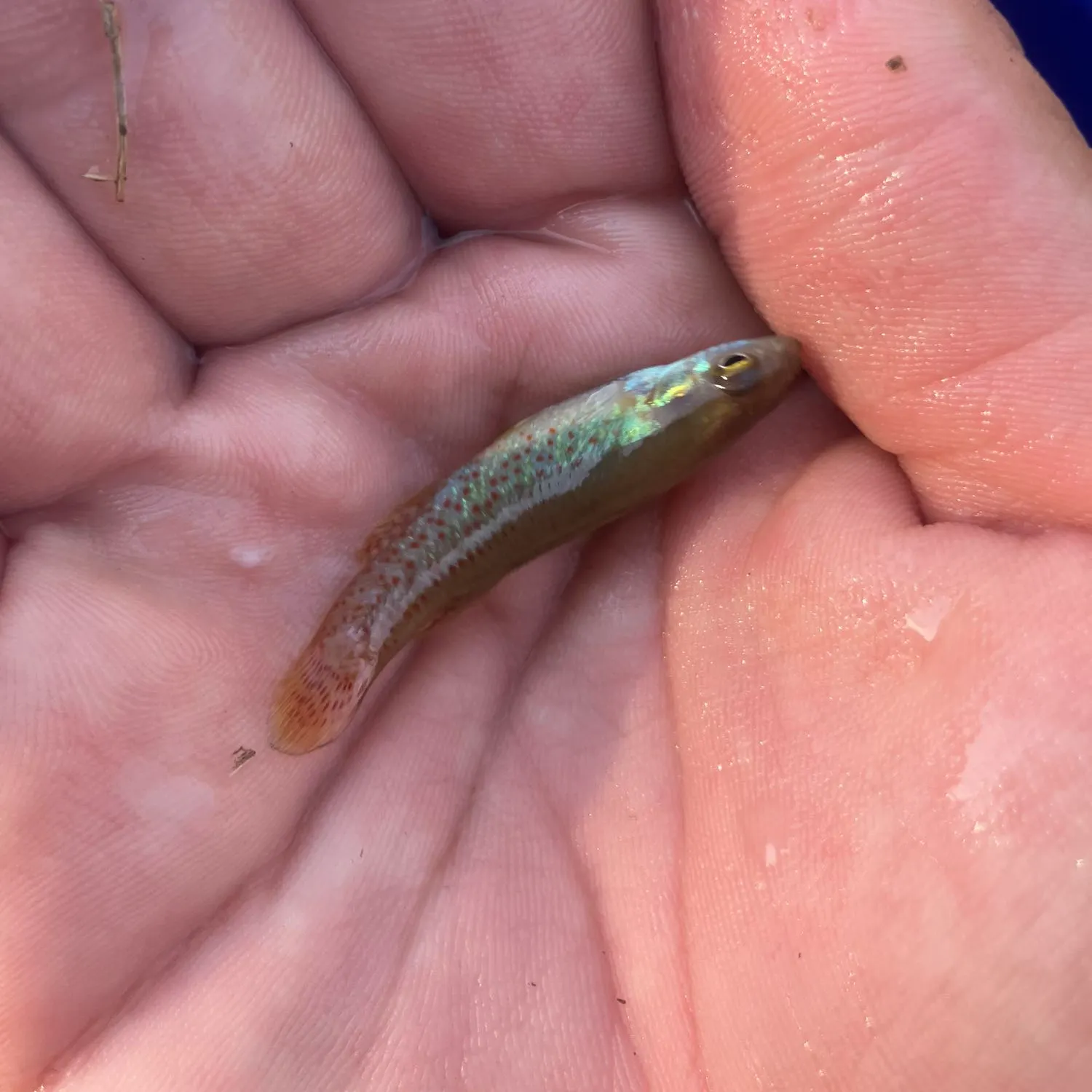 The most recent Speckled killifish catches on Fishbrain