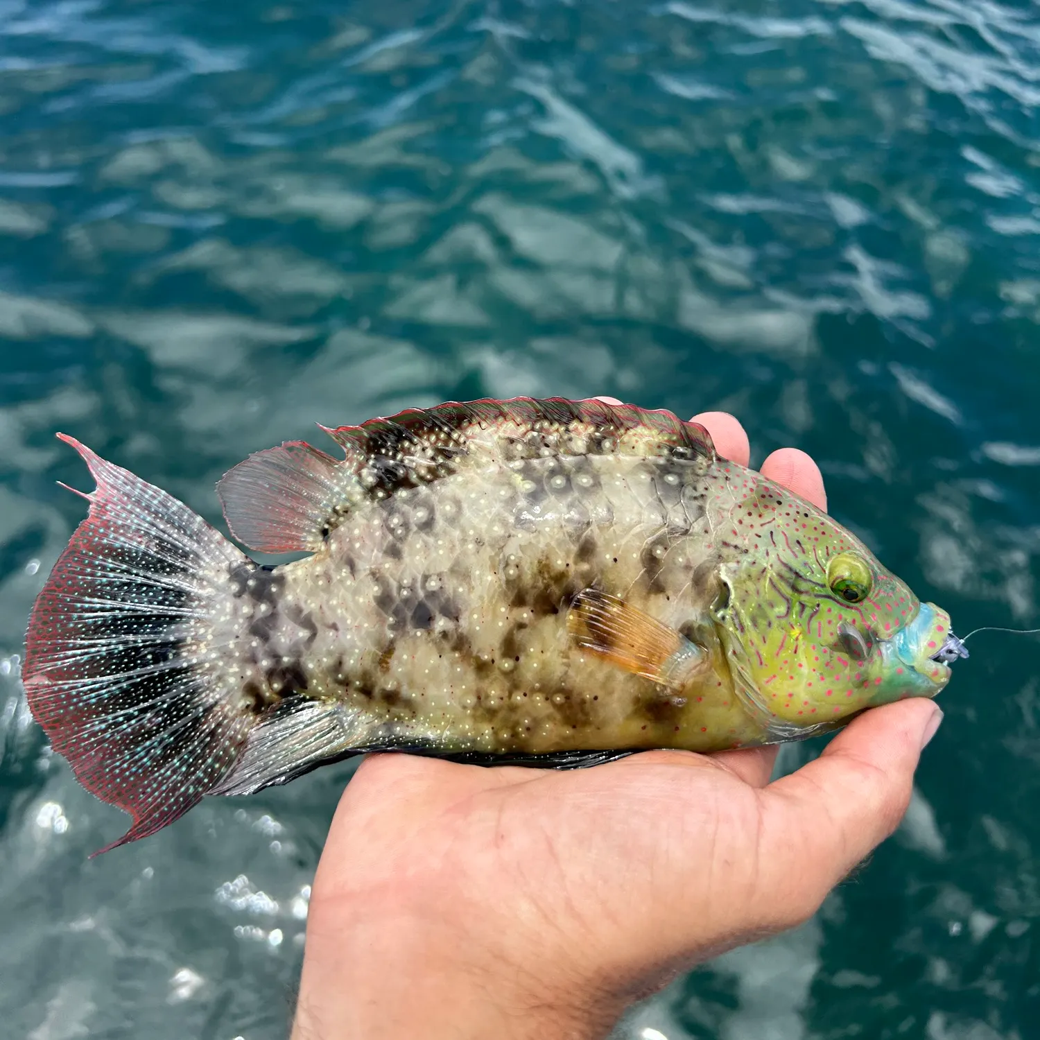 The most popular recent Floral wrasse catch on Fishbrain