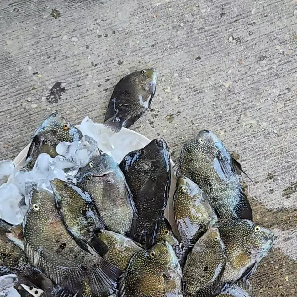 Rio Grande cichlid caught on Fishbrain