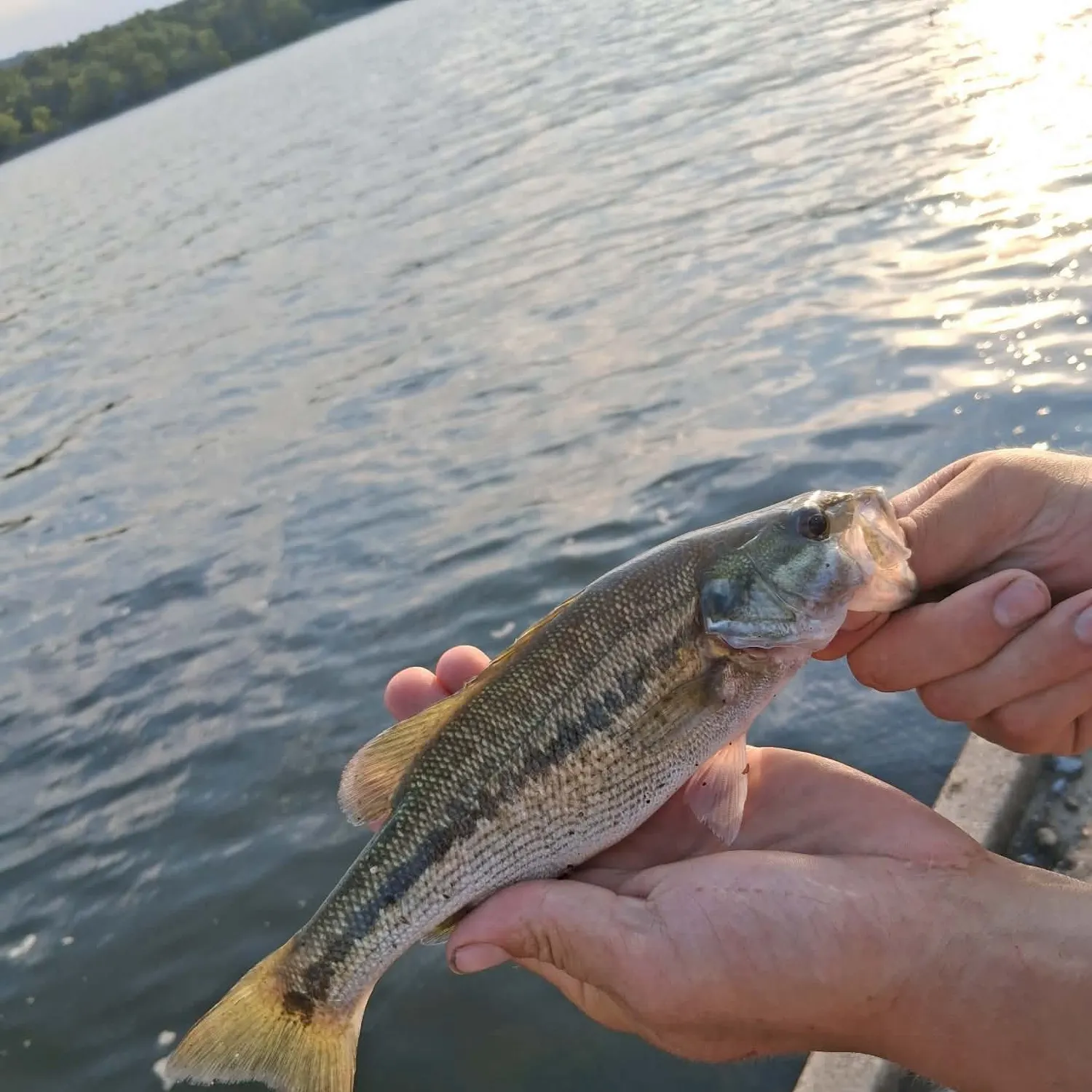 Spotted bass caught on Fishbrain