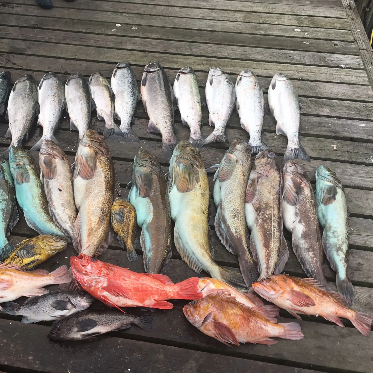 recently logged catches