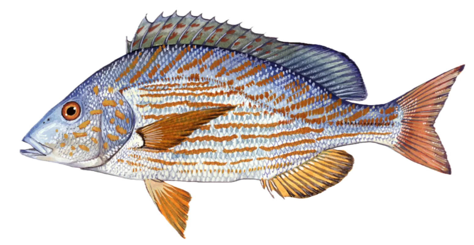 Pigfish