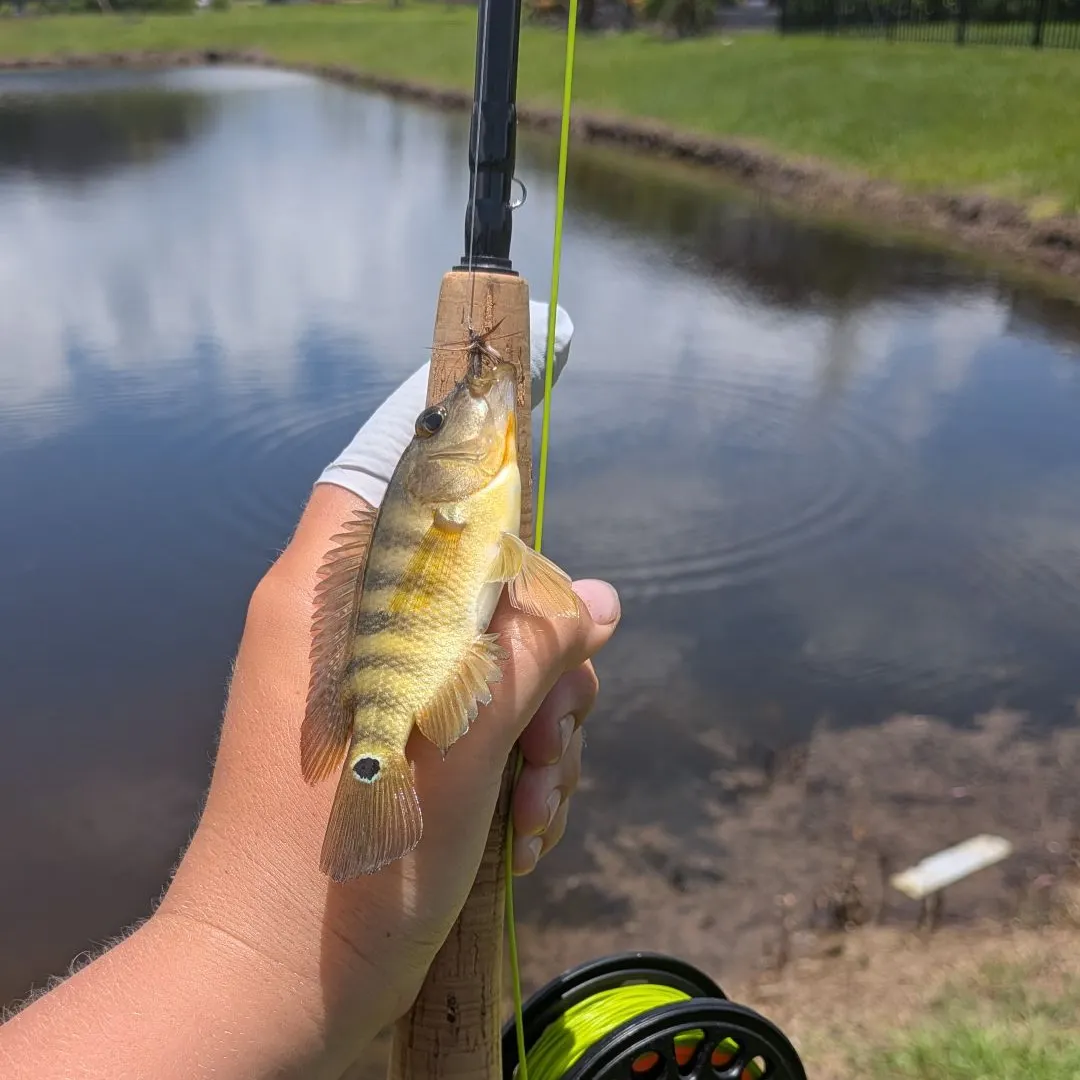 The most recent Mayan cichlid catches on Fishbrain