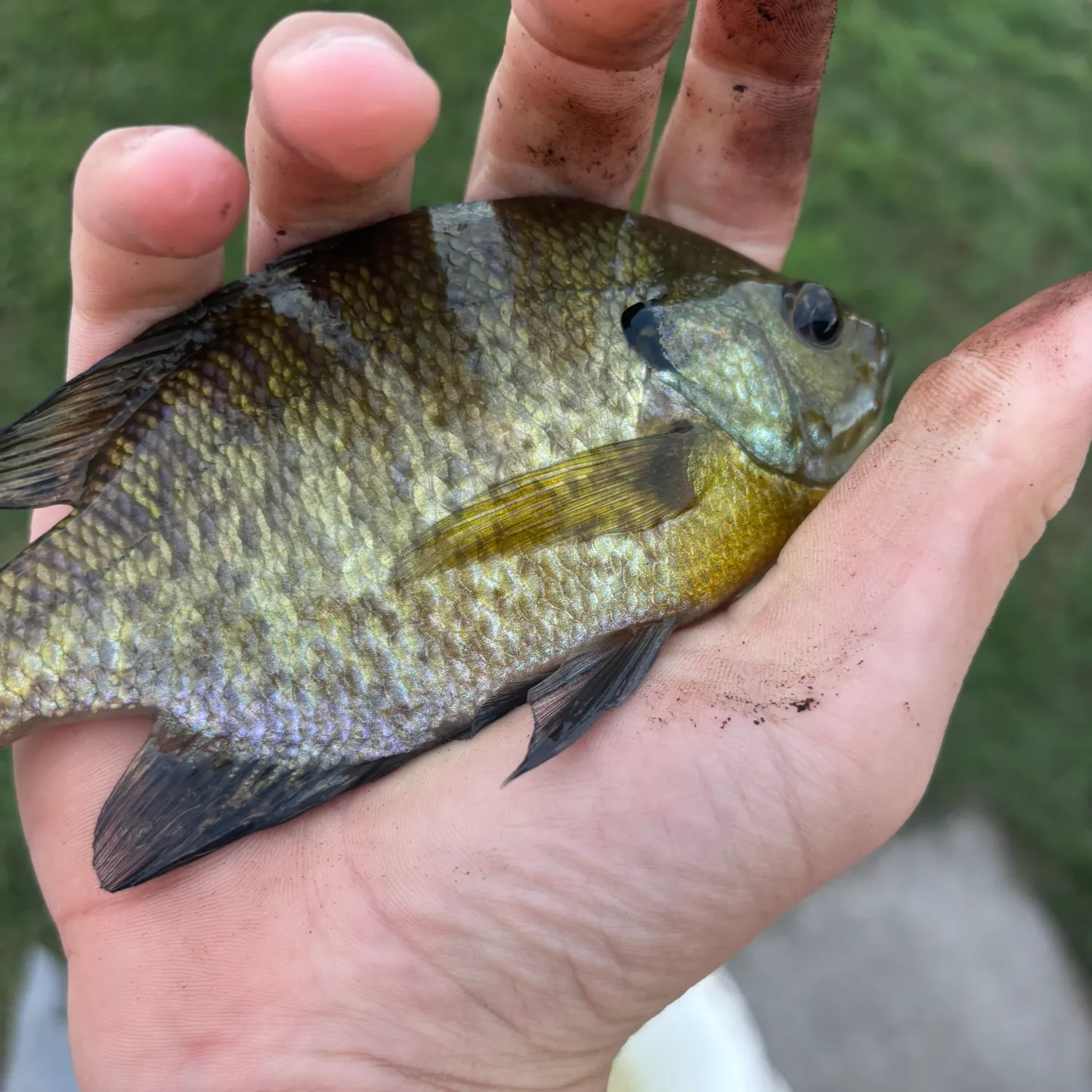 Bluegill caught on Fishbrain