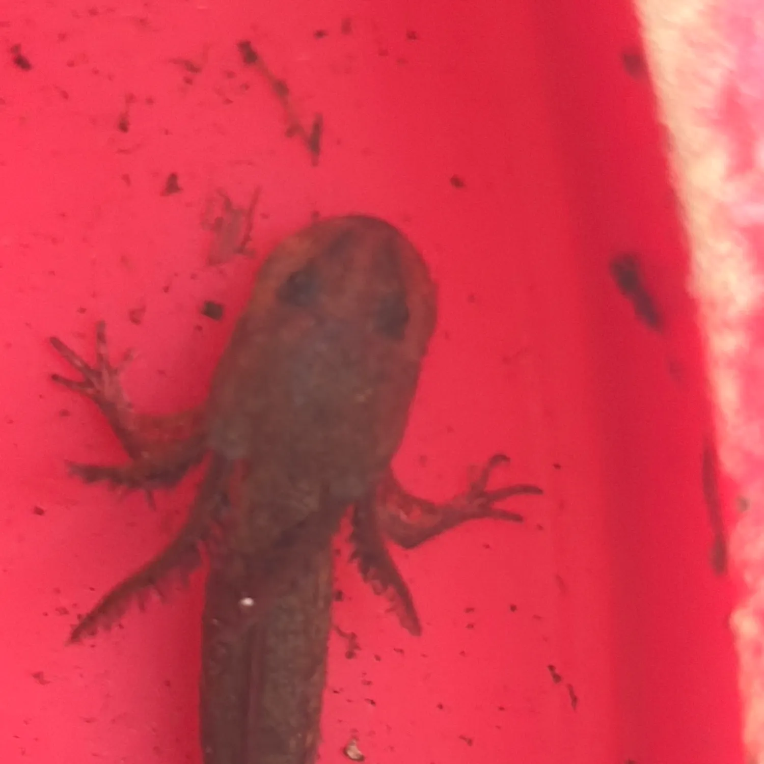 Fish caught on Fishbrain