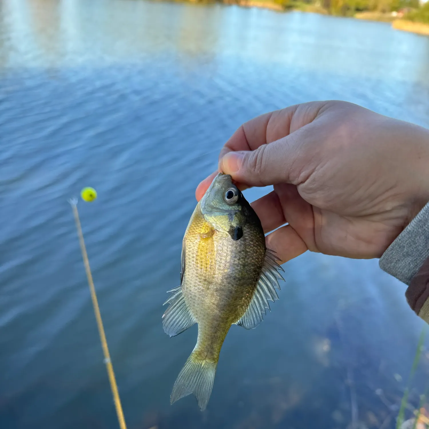 Bluegill caught on Fishbrain