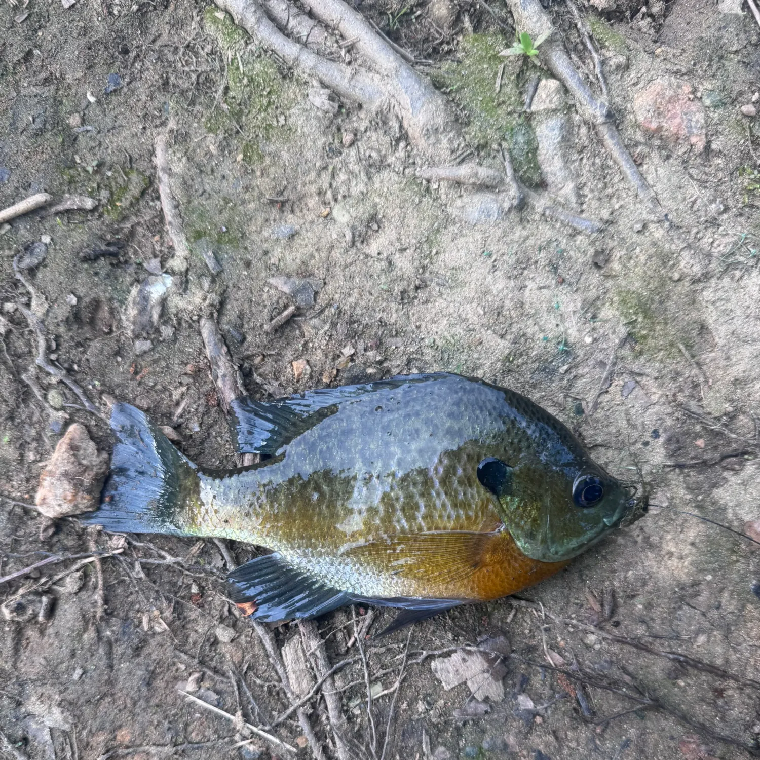 Bluegill caught on Fishbrain