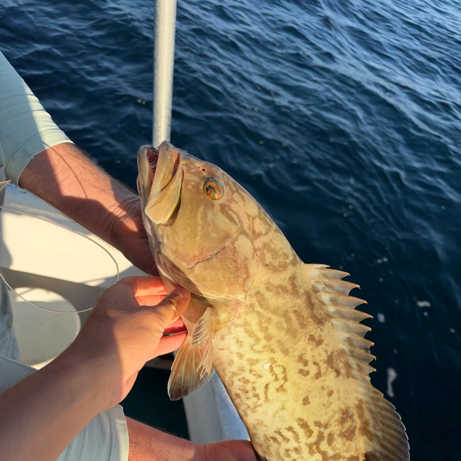 Gag grouper caught on Fishbrain