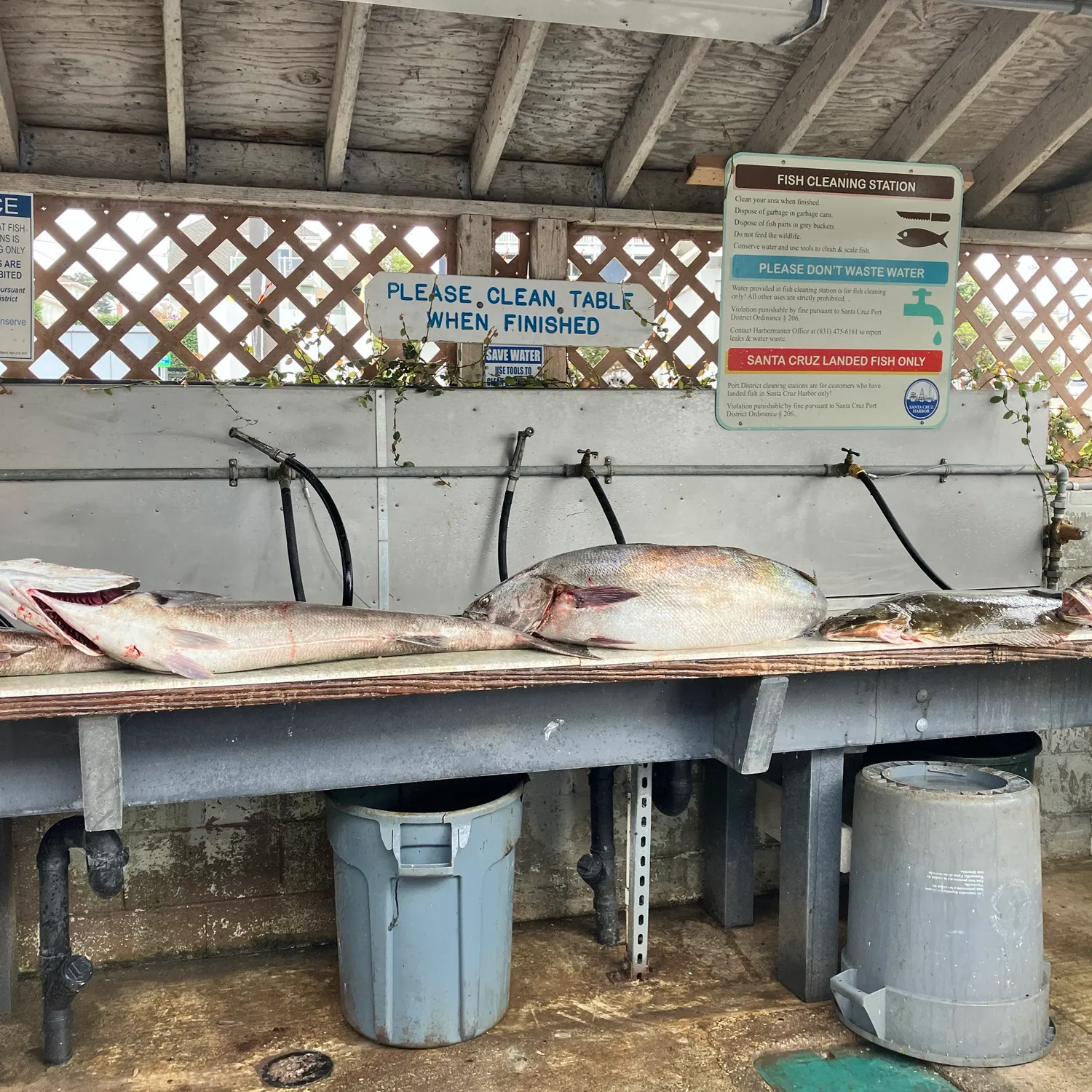Fish caught on Fishbrain