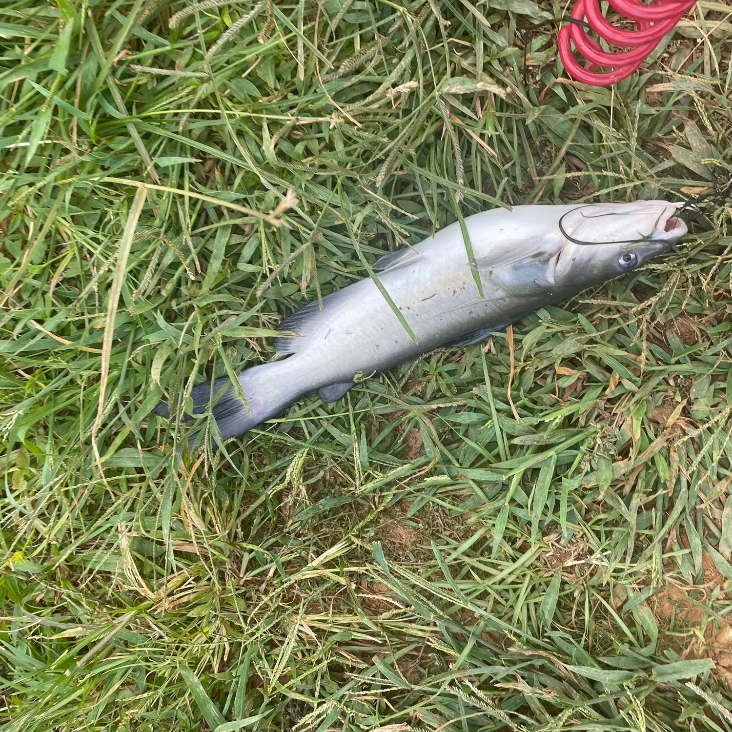 Channel catfish caught on Fishbrain