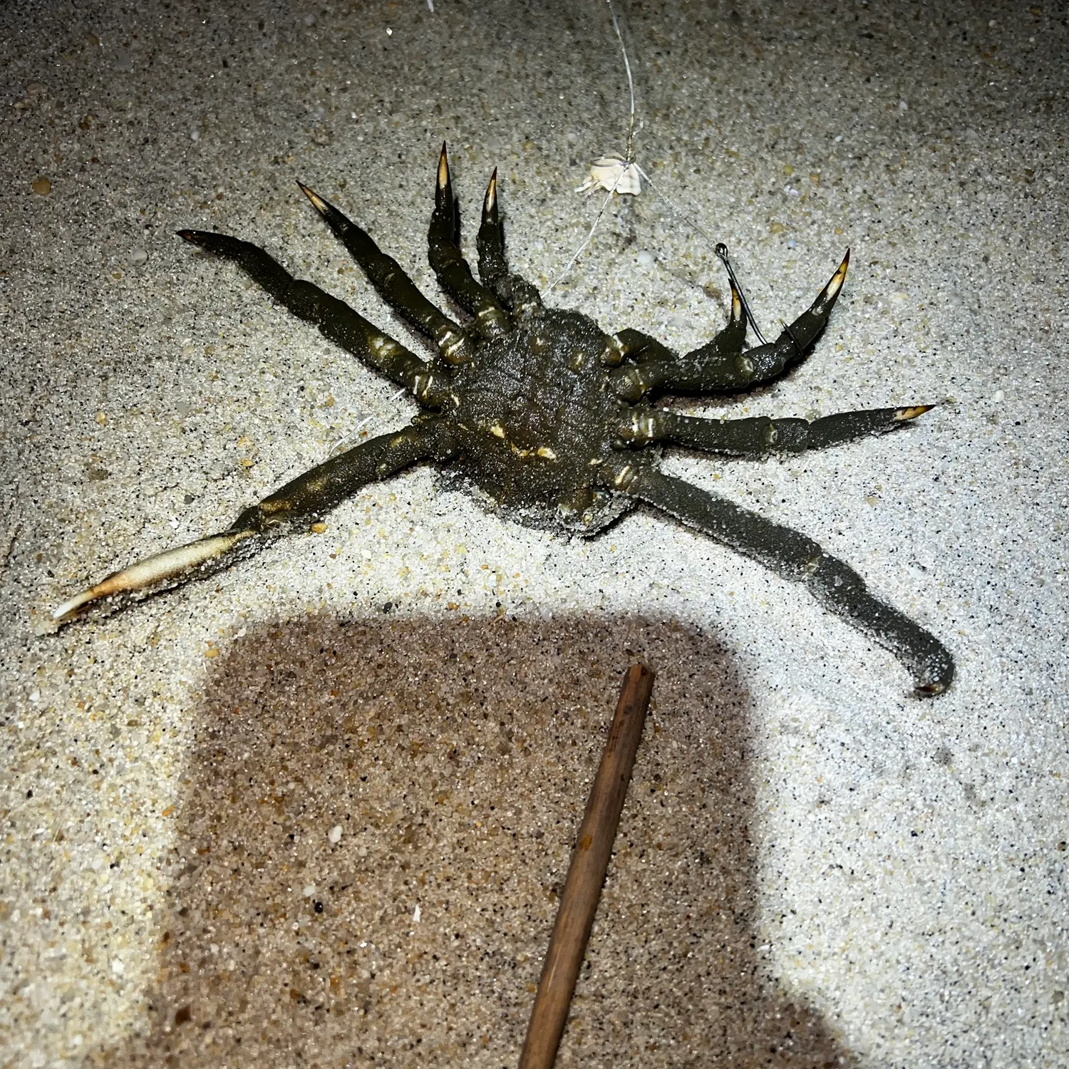 The most recent Portly spider crab catches on Fishbrain