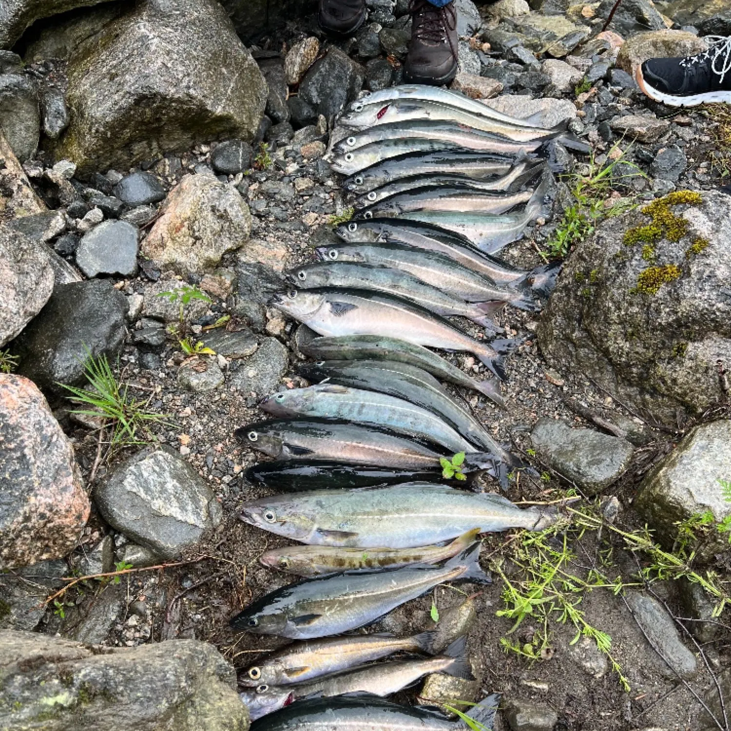 recently logged catches