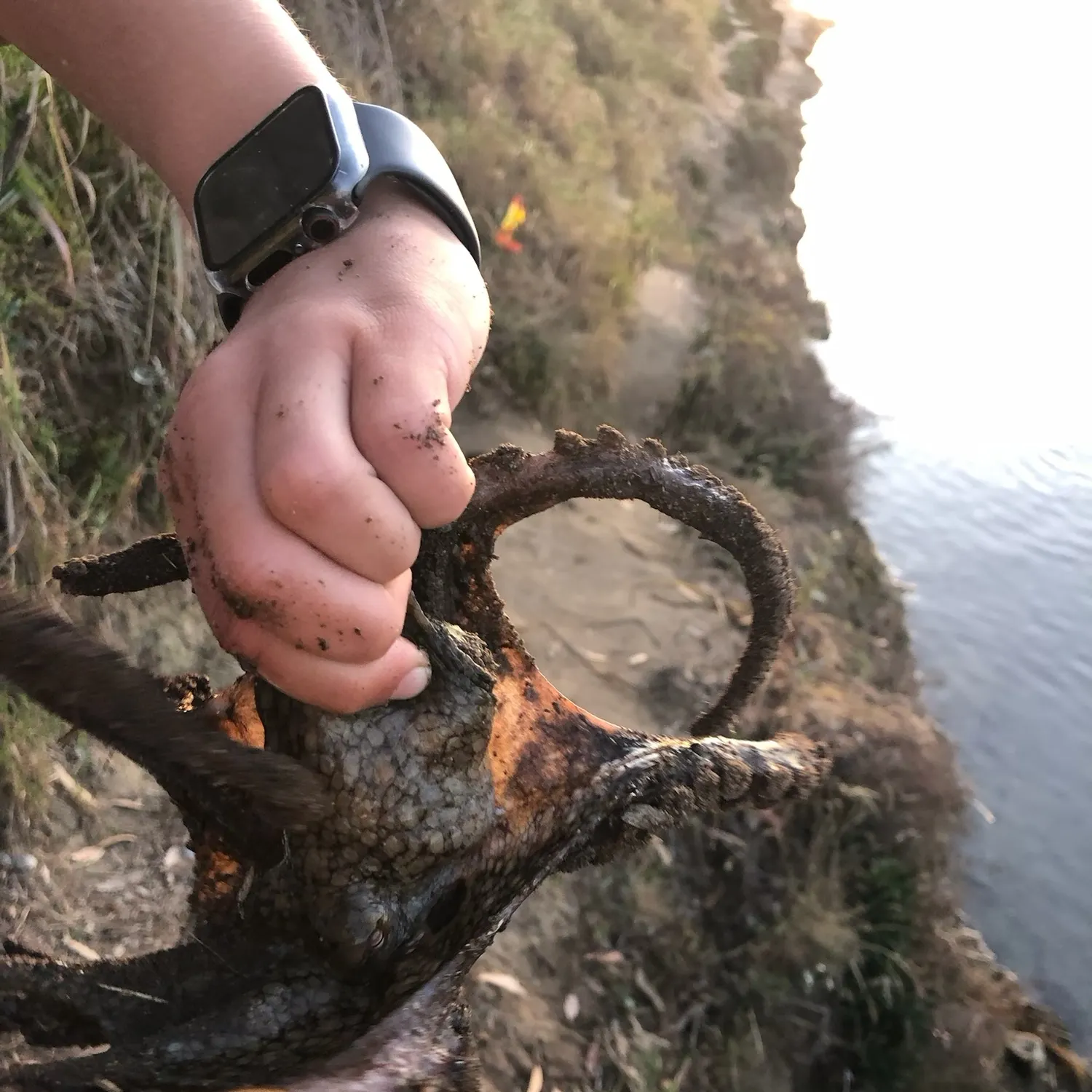 The most recent California two-spot octopus catches on Fishbrain