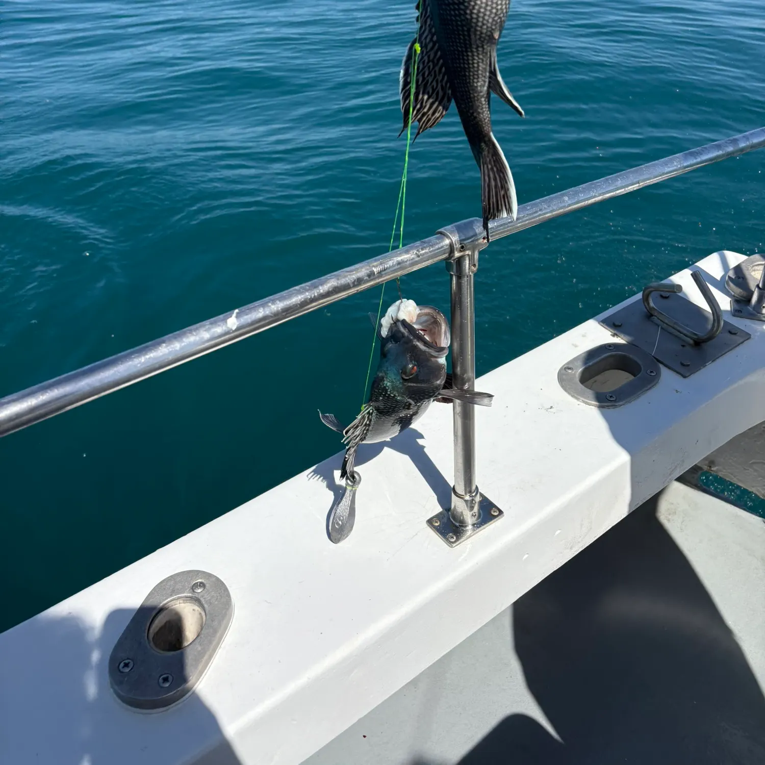 The most recent Black sea bass catches on Fishbrain